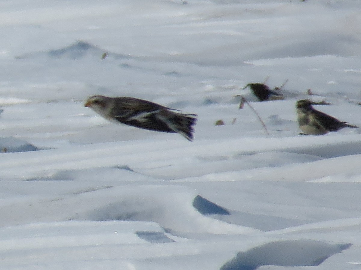 Snow Bunting - ML414091651