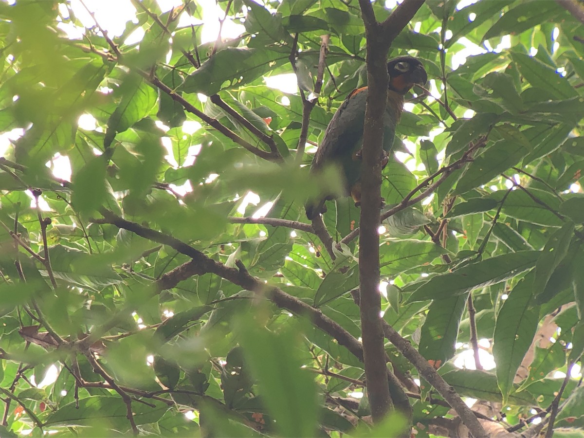 Orange-cheeked Parrot - ML414091871