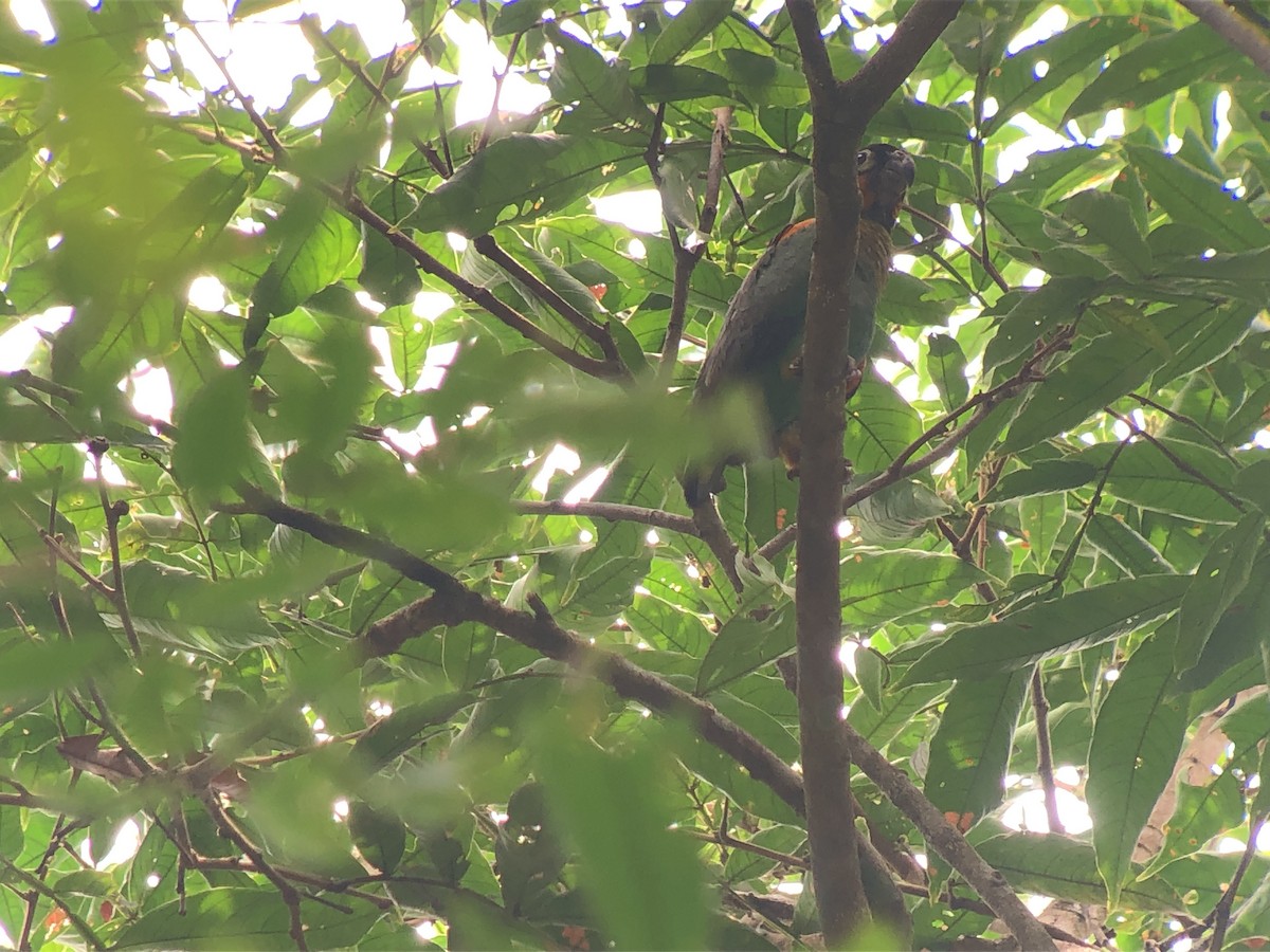 Orange-cheeked Parrot - ML414091881