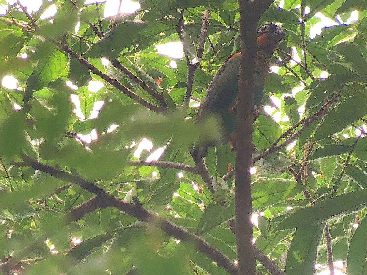 Orange-cheeked Parrot - ML414091891