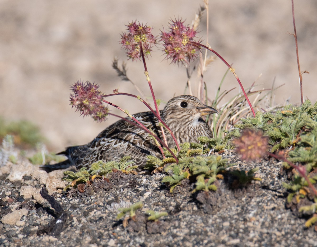 Gray-breasted Seedsnipe - ML414091911