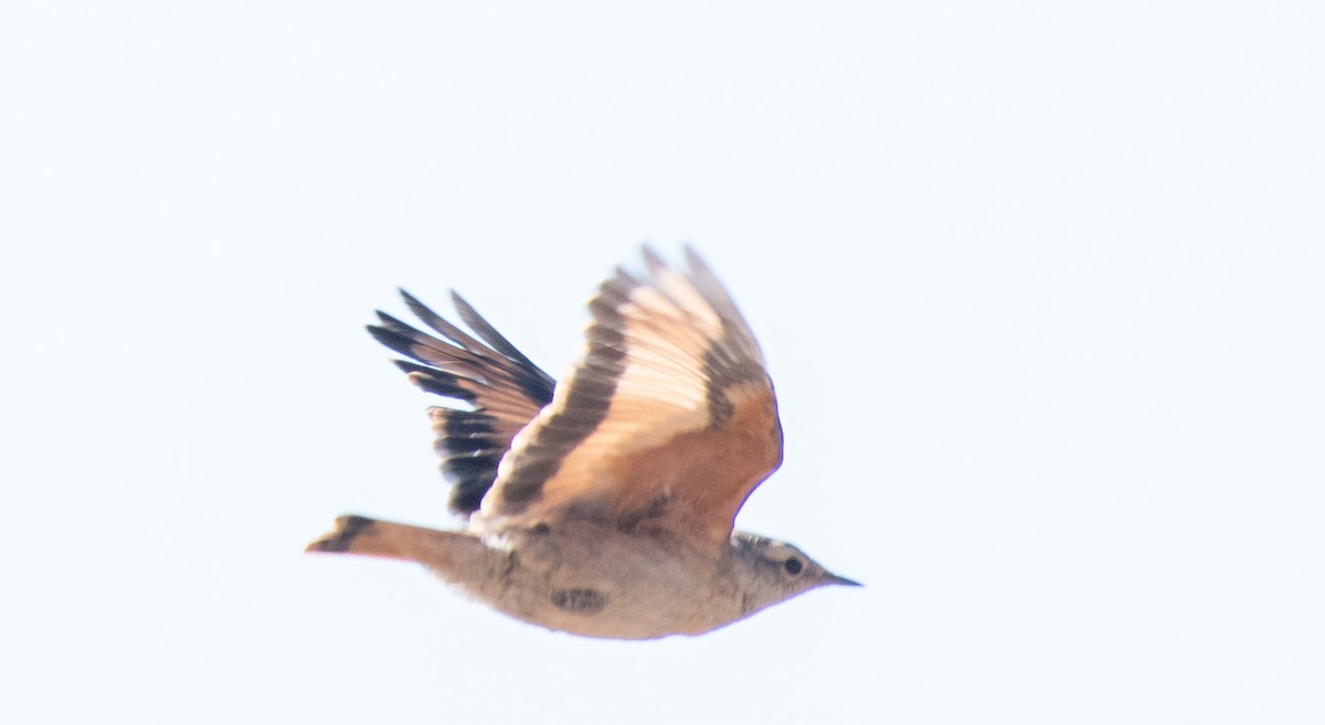 Rufous-banded Miner - ML414091981