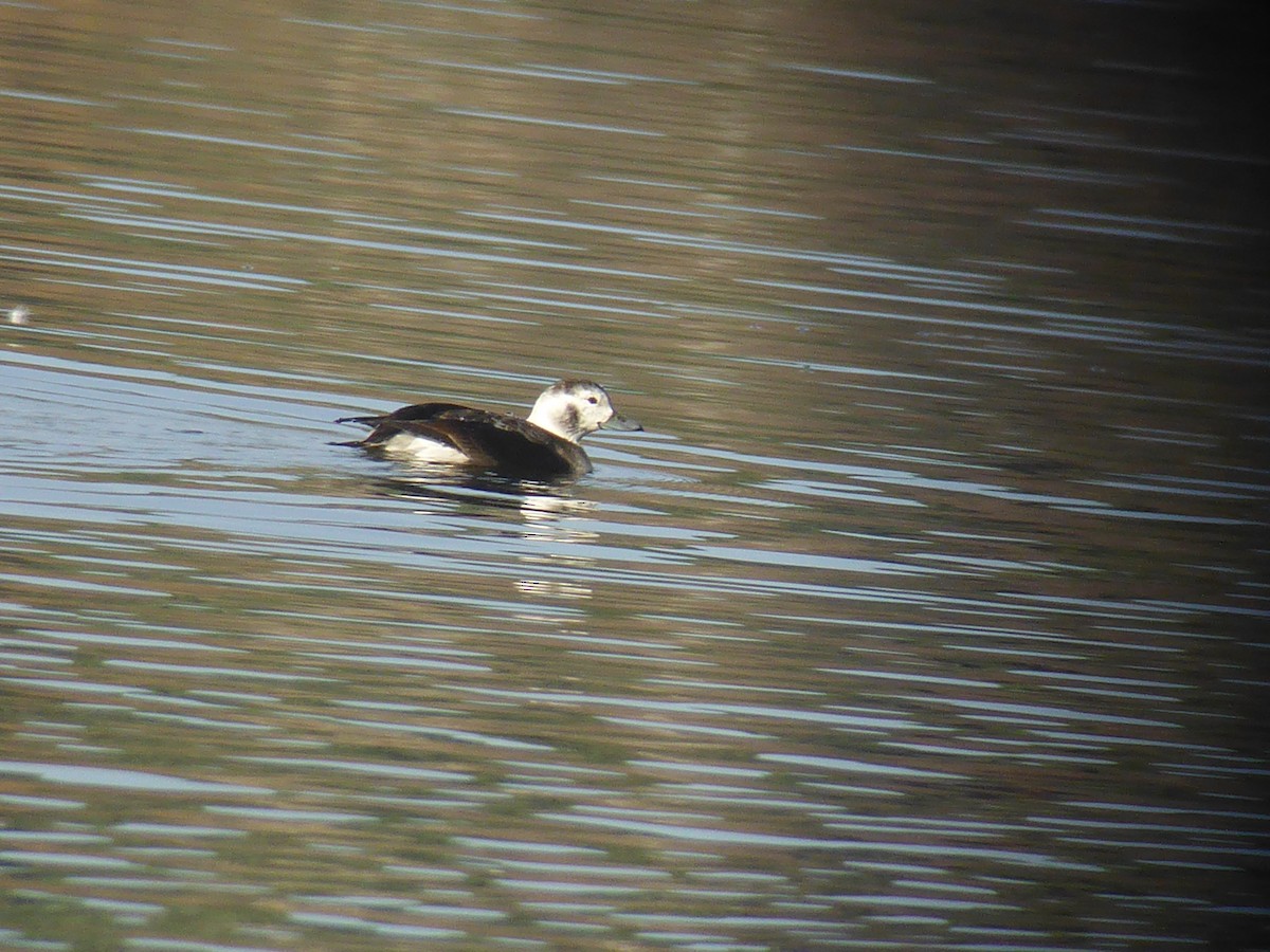 Long-tailed Duck - ML41409201