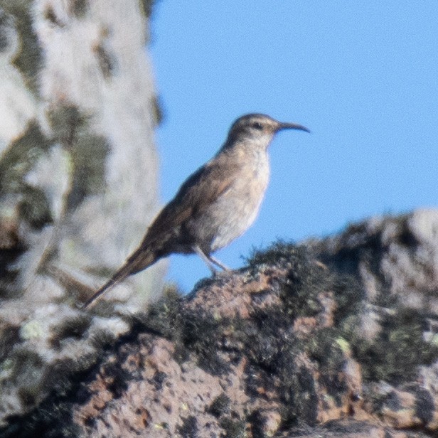 Upucerthie de forêt - ML414092041