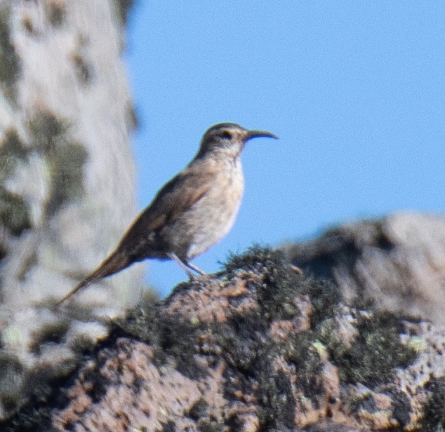 Patagonian Forest Earthcreeper - ML414092051