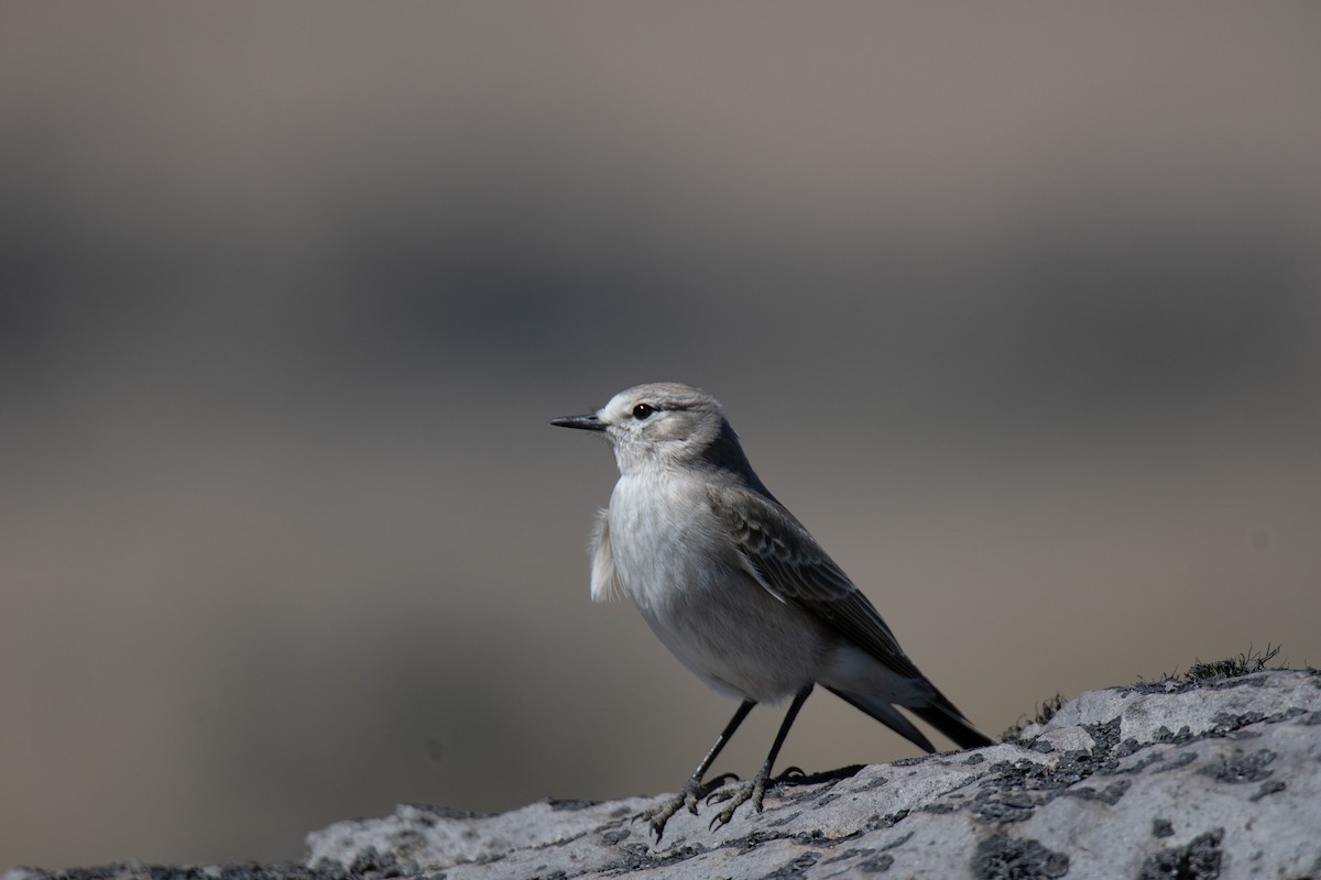 White-browed Ground-Tyrant - ML414092201