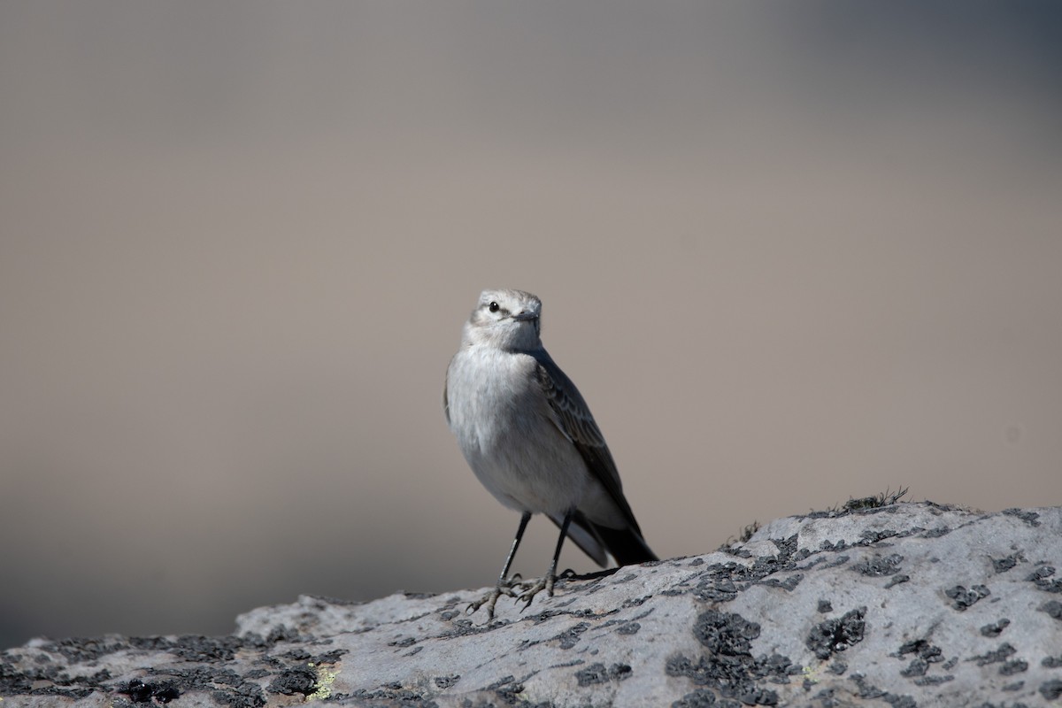 White-browed Ground-Tyrant - ML414092211