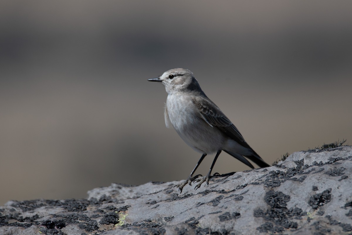 White-browed Ground-Tyrant - ML414092221