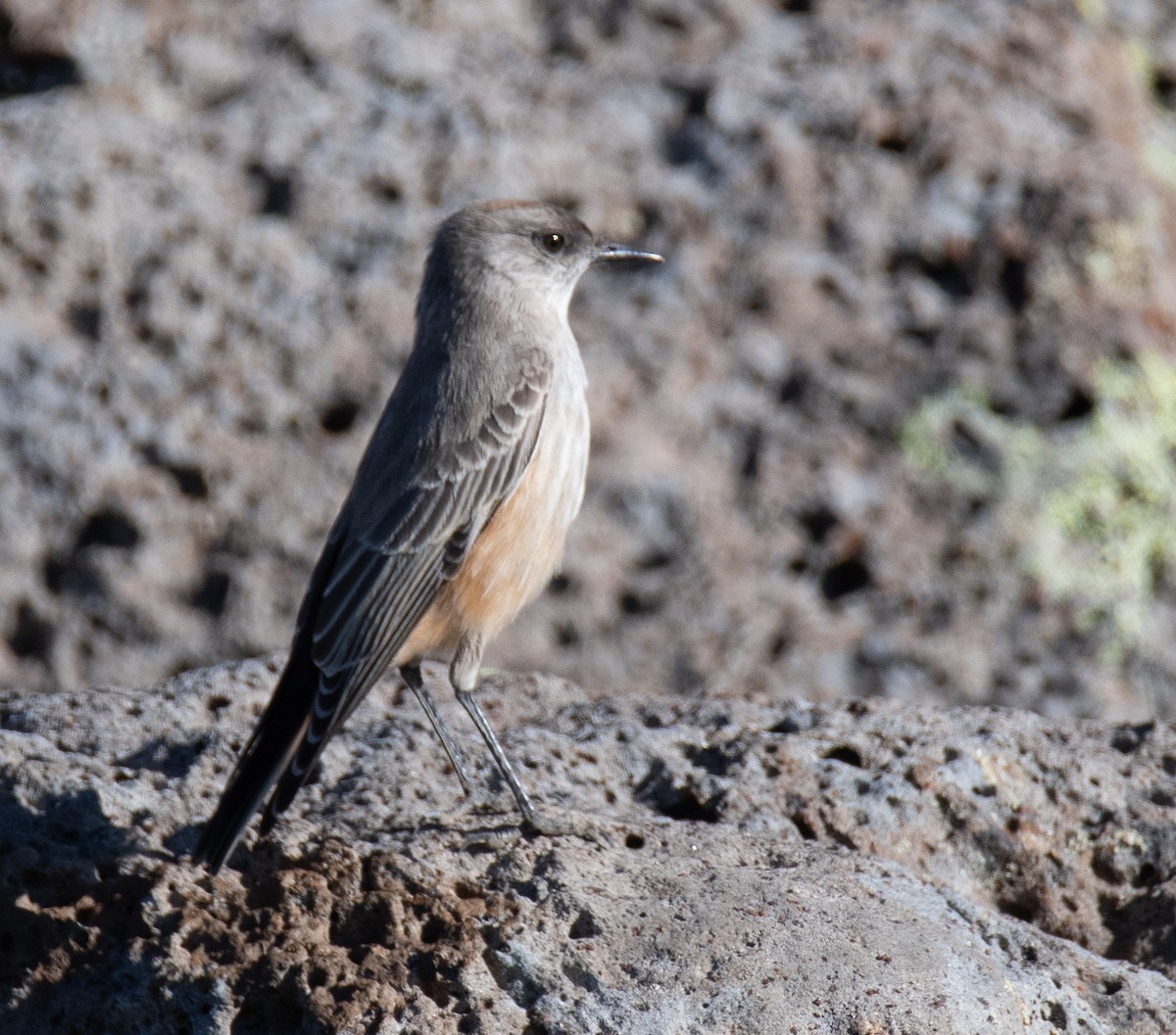 Cinnamon-bellied Ground-Tyrant - ML414092261