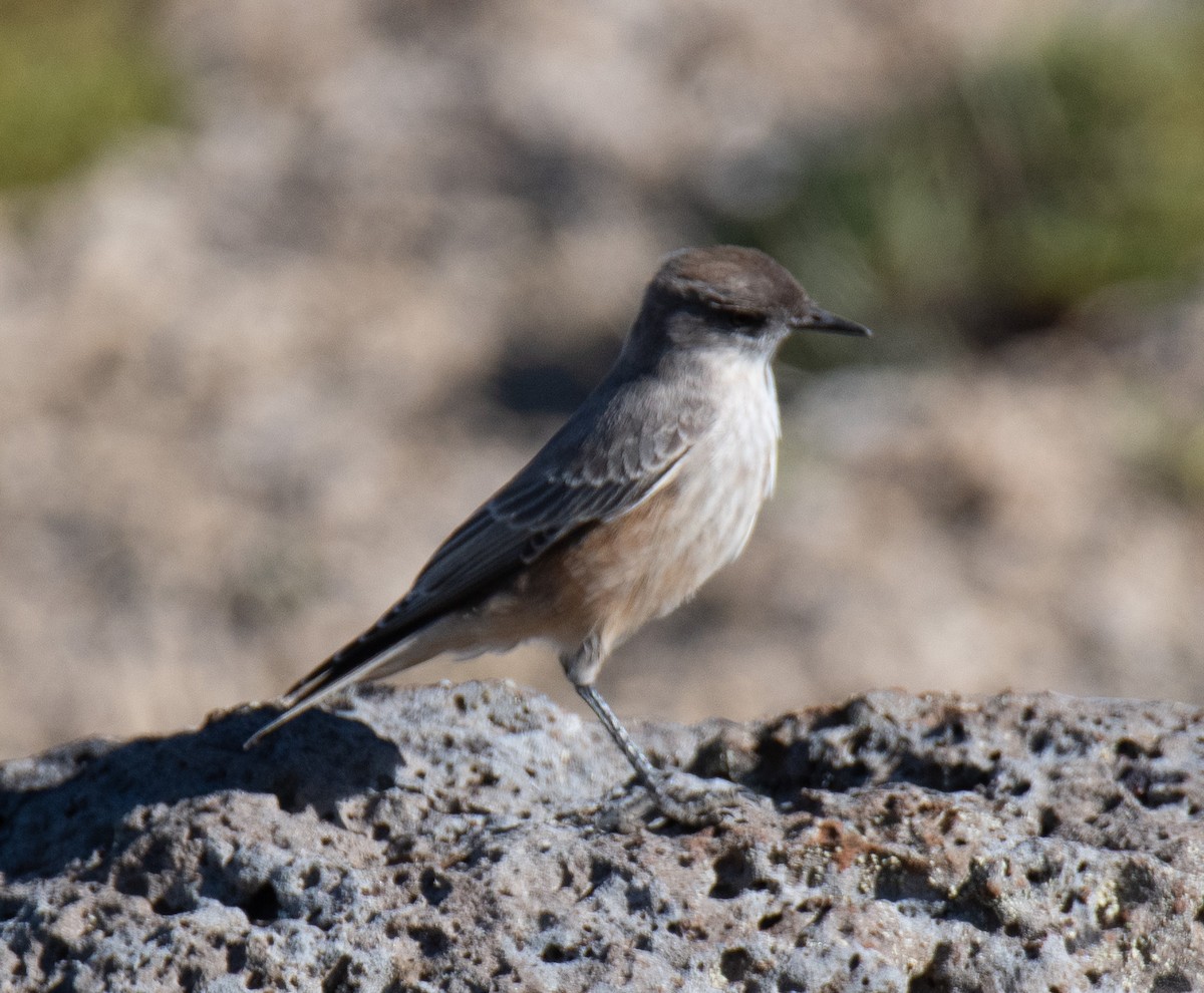 Cinnamon-bellied Ground-Tyrant - ML414092271