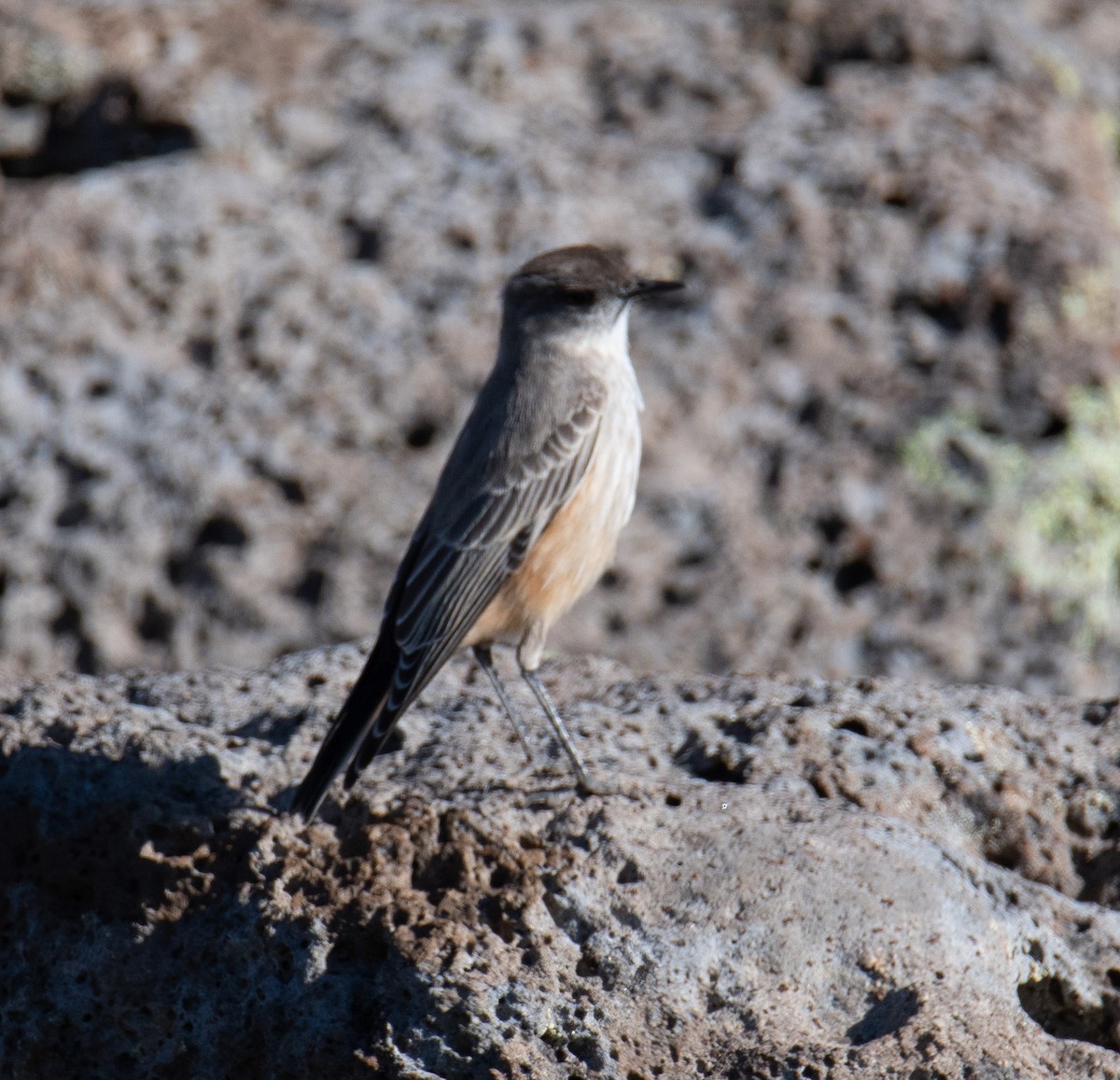 Cinnamon-bellied Ground-Tyrant - ML414092281