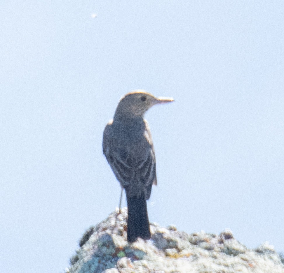 Great Shrike-Tyrant - ML414092431