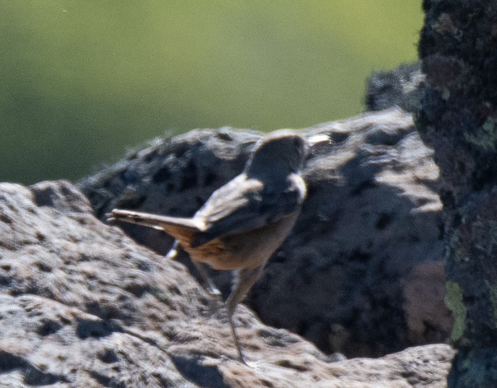 Great Shrike-Tyrant - ML414092441