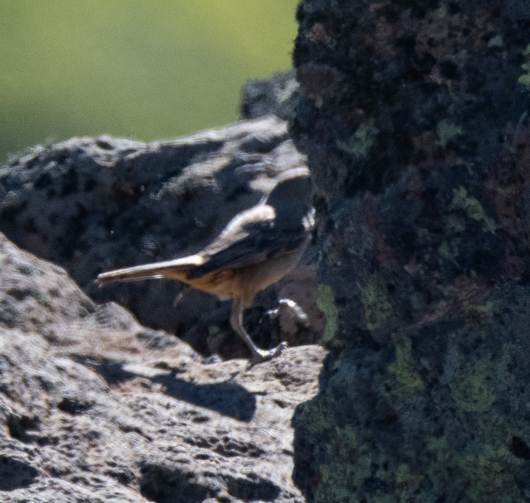 Great Shrike-Tyrant - ML414092451