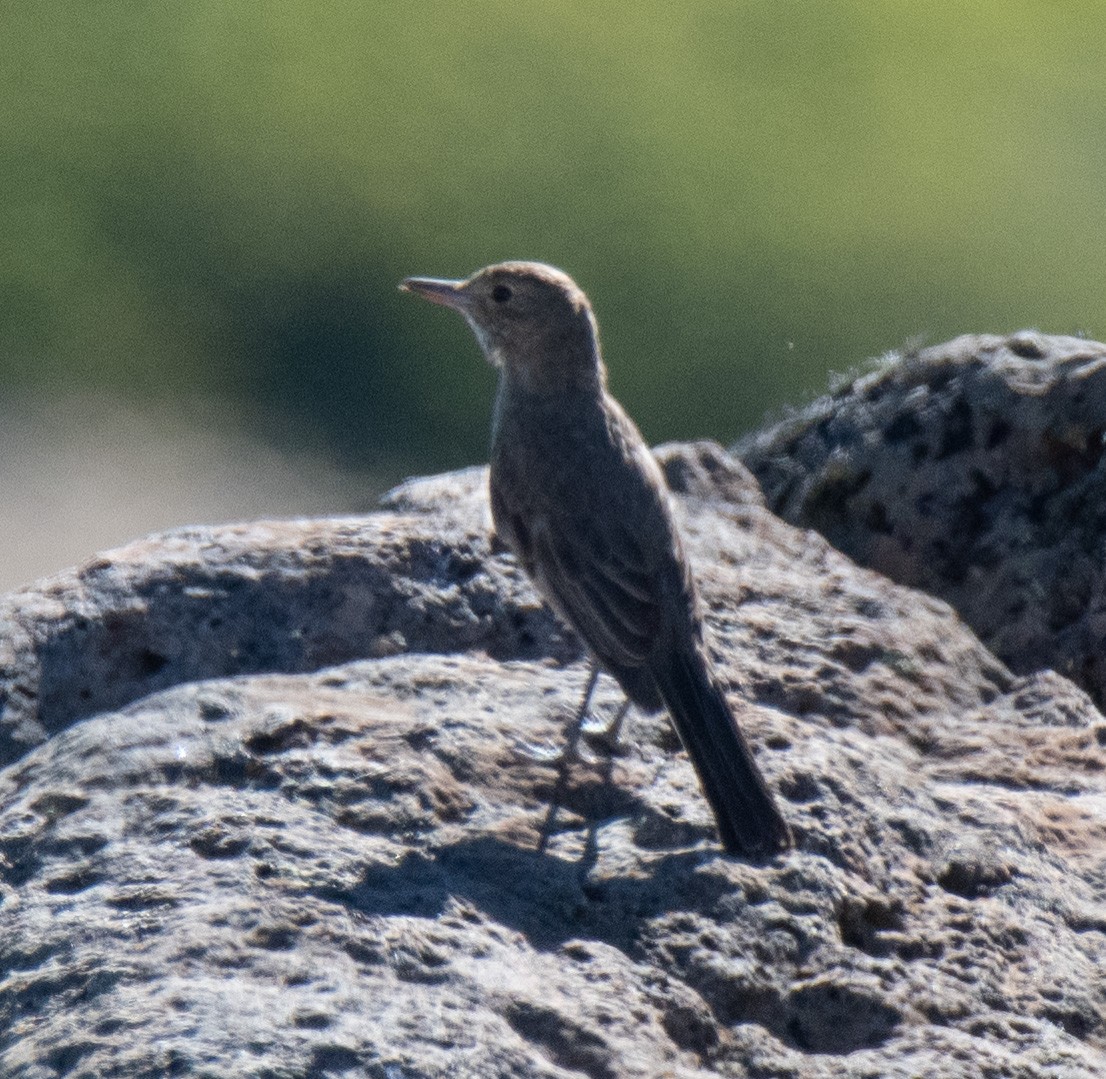 Great Shrike-Tyrant - ML414092461