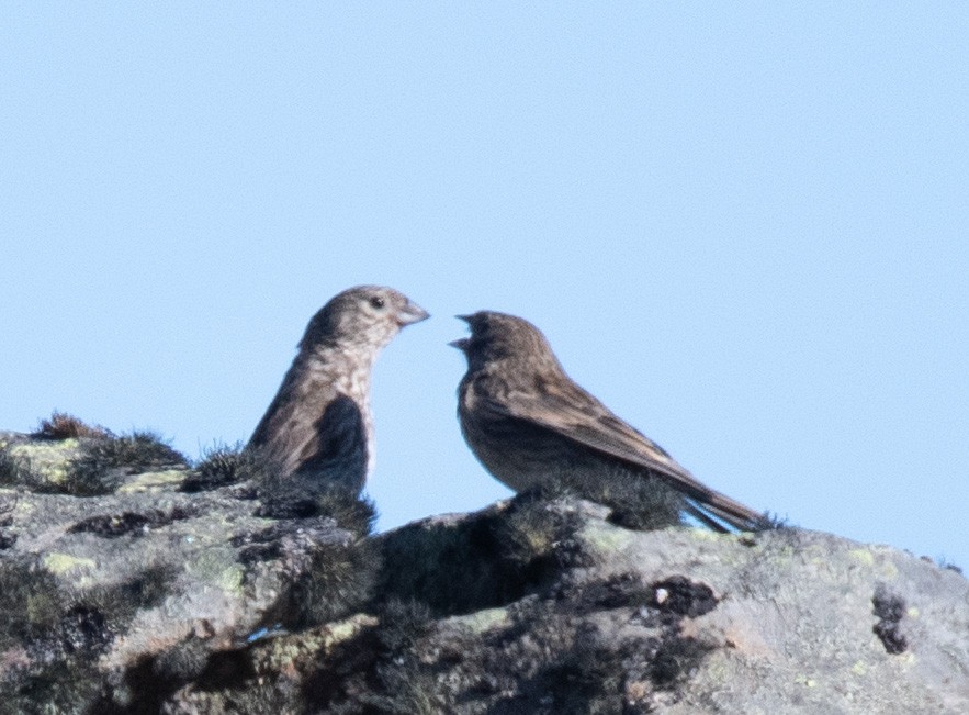 Plumbeous Sierra Finch - ML414092551