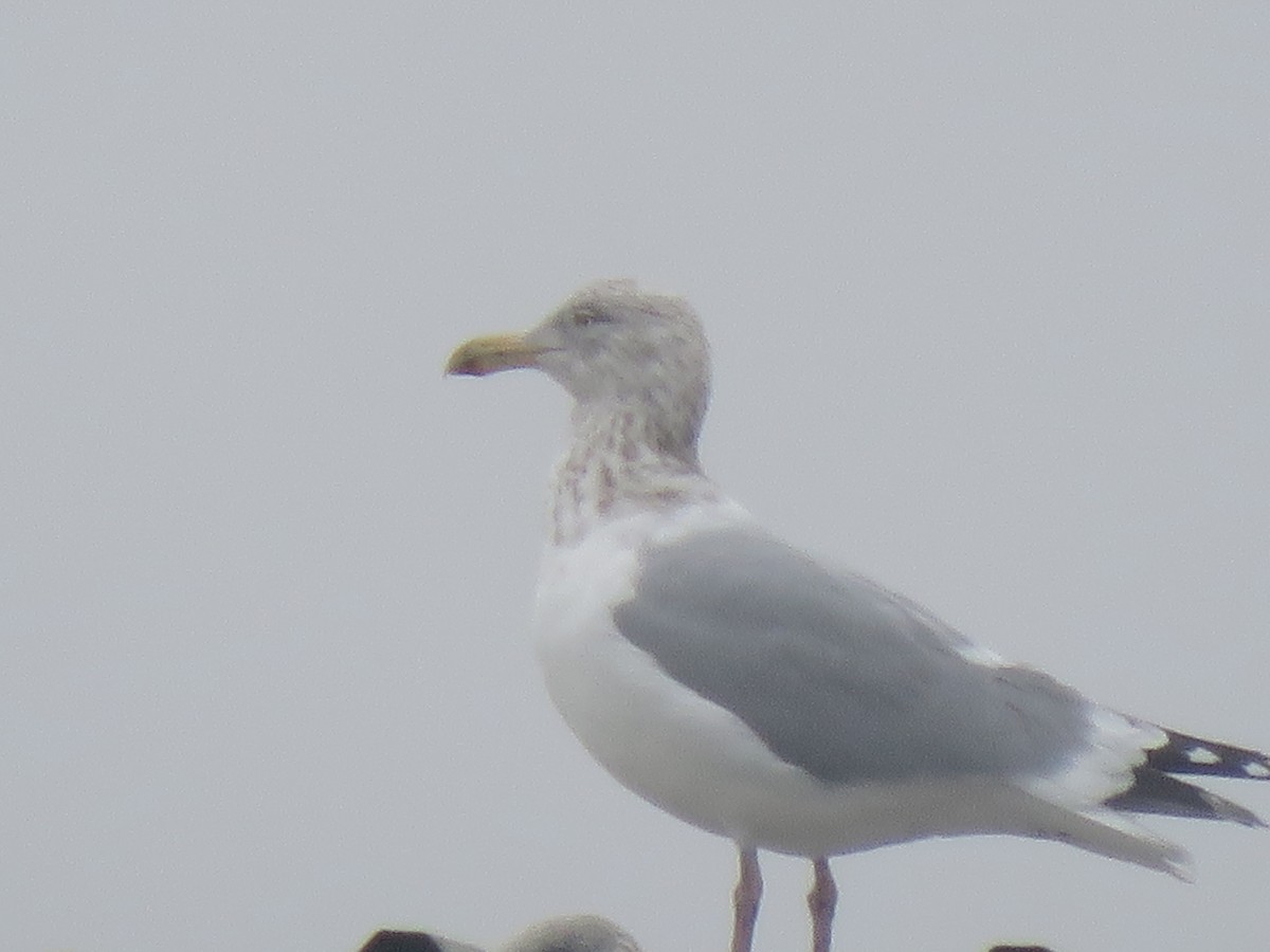 Herring Gull - Lois Richardson