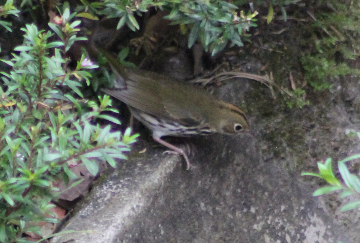 Ovenbird - Mario Trejo