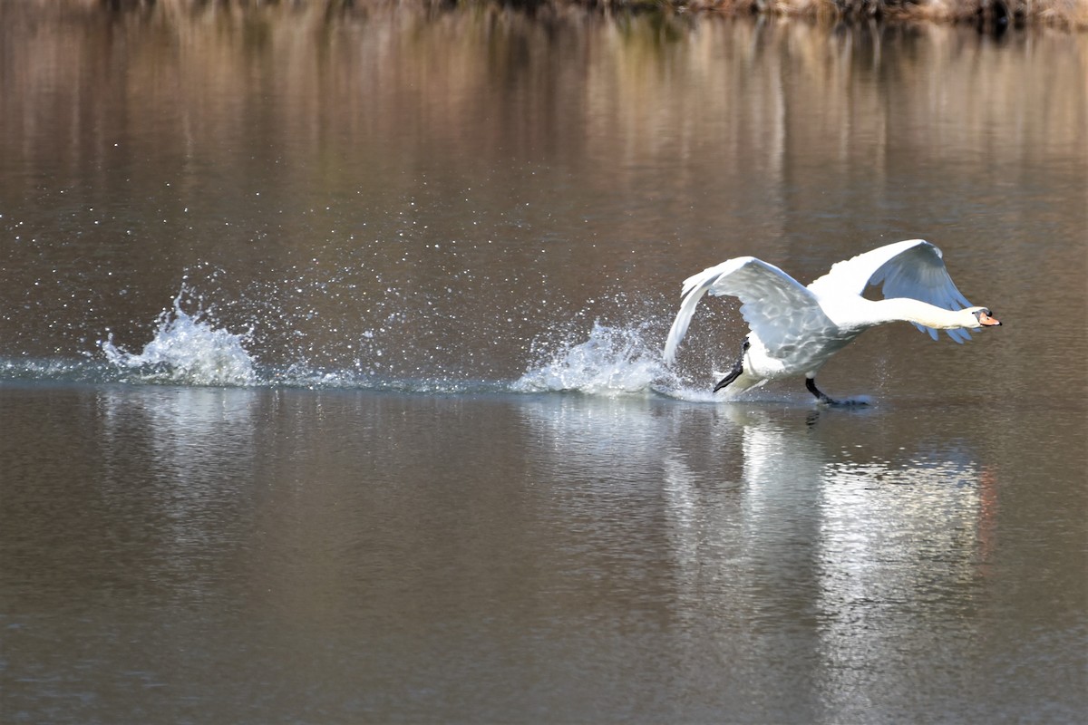 Mute Swan - Karen Avants