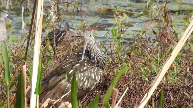 Limpkin - ML414095821