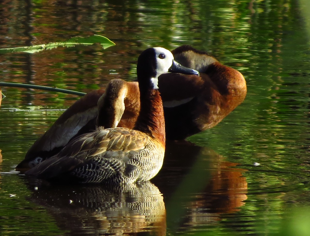 White-faced Whistling-Duck - ML41409641