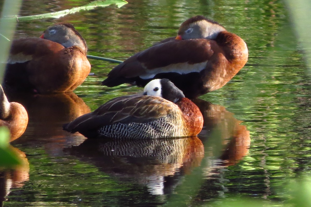 White-faced Whistling-Duck - Susan Young