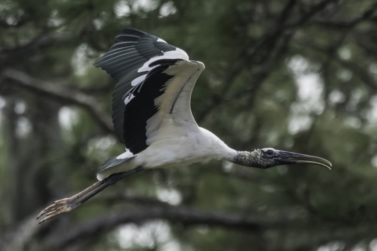 Wood Stork - ML414097781