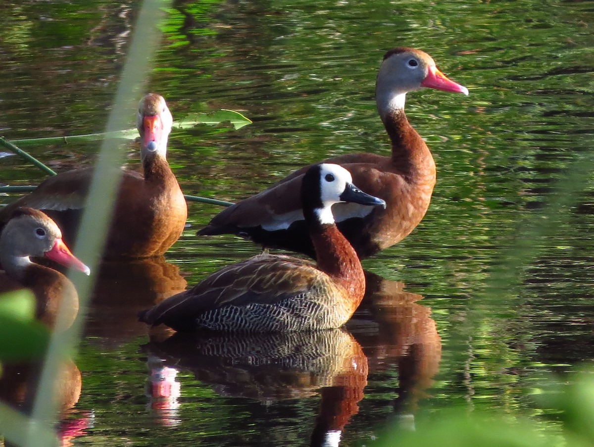 White-faced Whistling-Duck - ML41409781