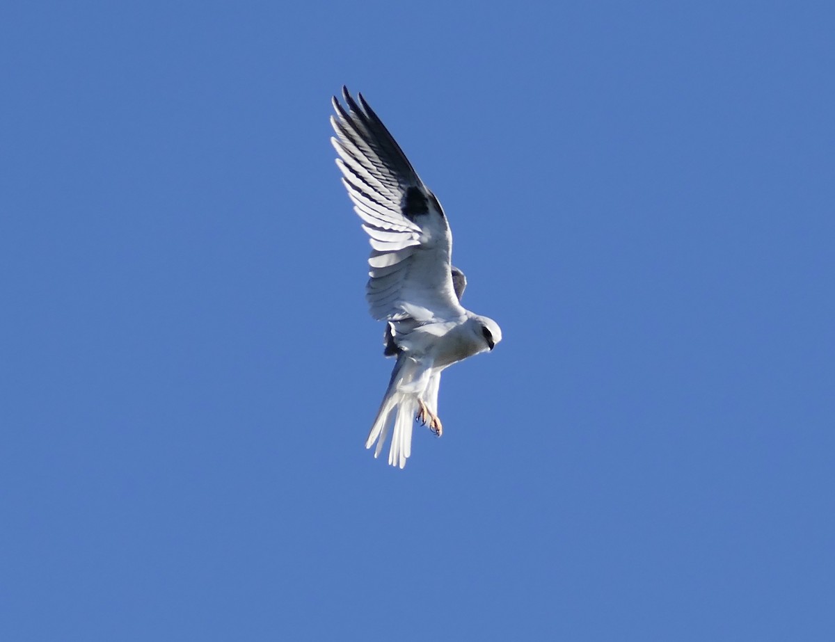 White-tailed Kite - Monica P