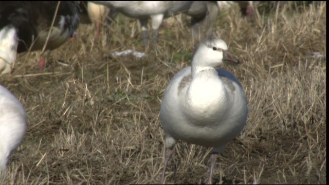 Ross's Goose - ML414099