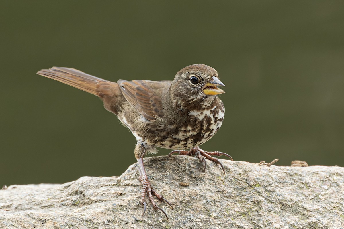 Fox Sparrow (Sooty) - ML414099741