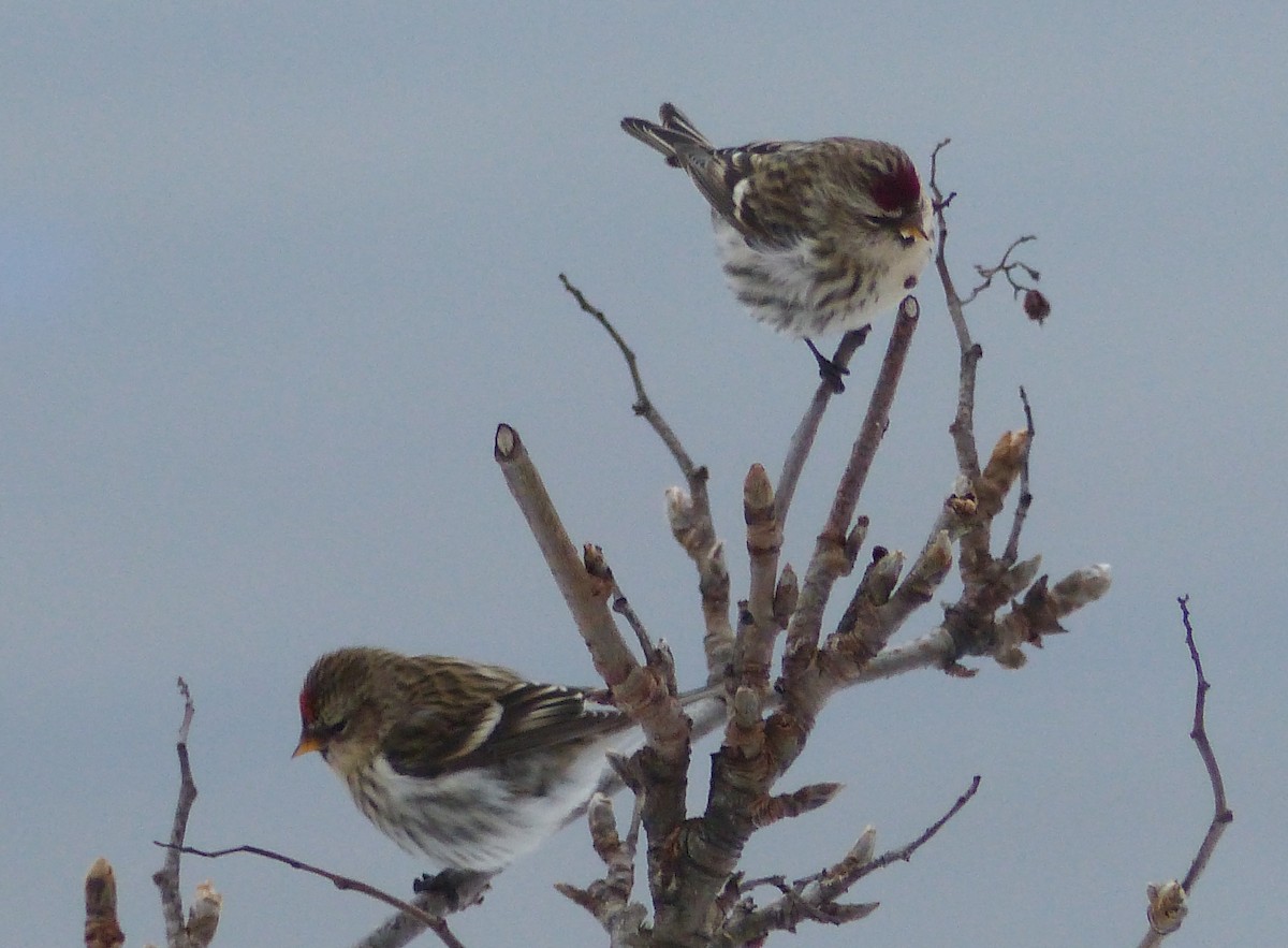 redpoll sp. - Gus van Vliet