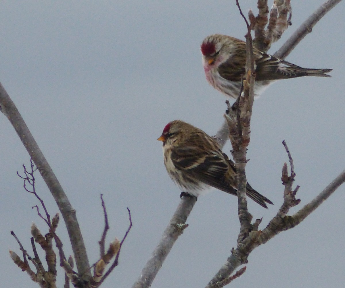 redpoll sp. - ML414100931