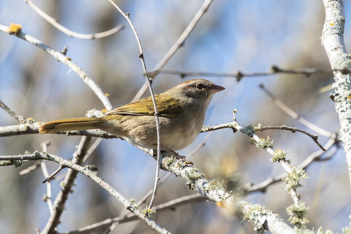 Olive Sparrow - ML414105101