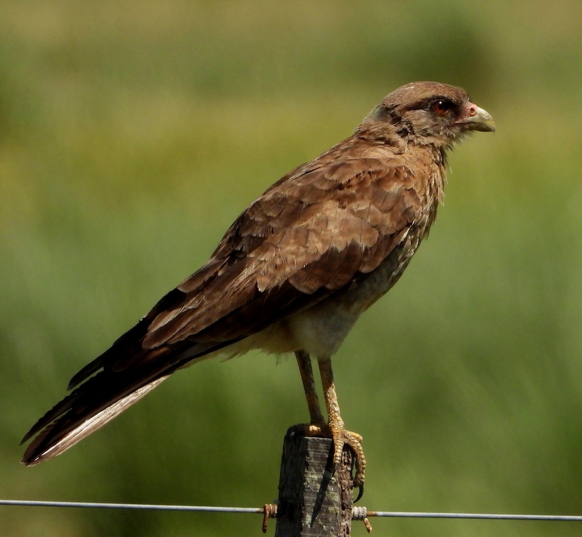 Chimango Caracara - ML414106151