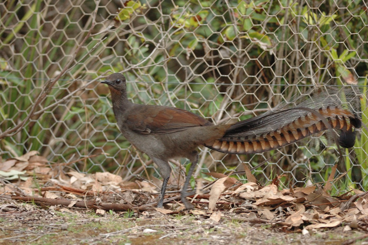 Superb Lyrebird - ML414107831