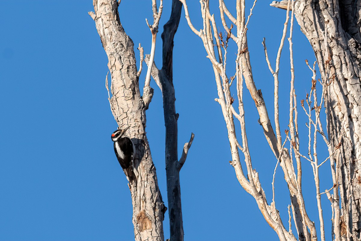 Hairy Woodpecker - ML414108371