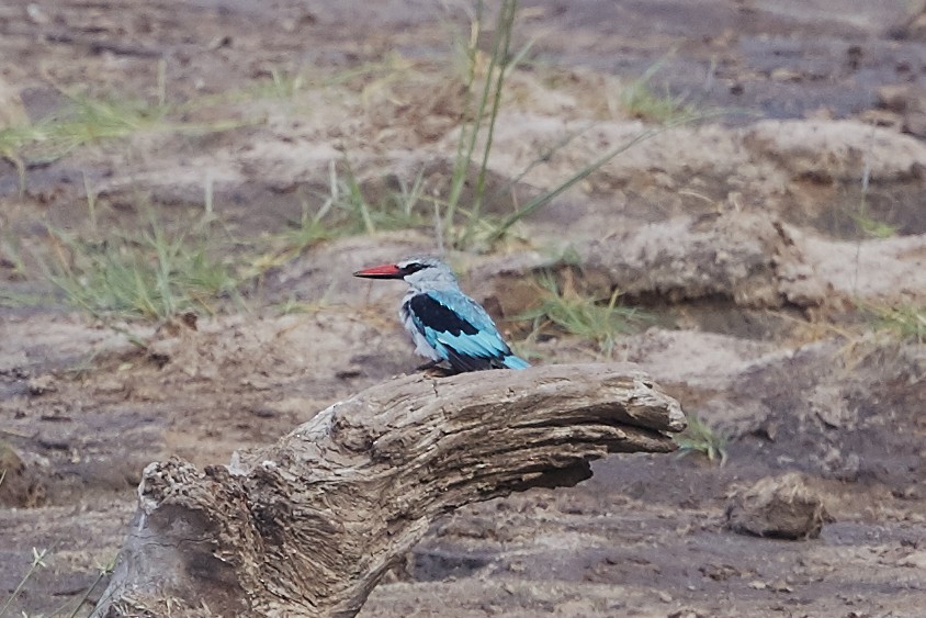 Woodland Kingfisher - ML41411151