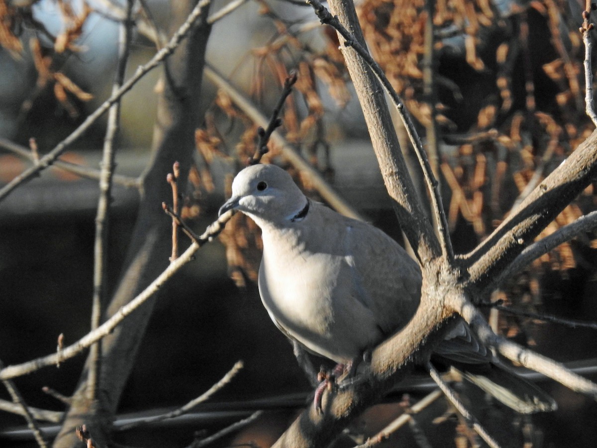 Eurasian Collared-Dove - ML414111771