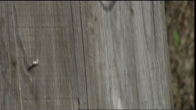 Eastern Screech-Owl (Northern) - ML414112
