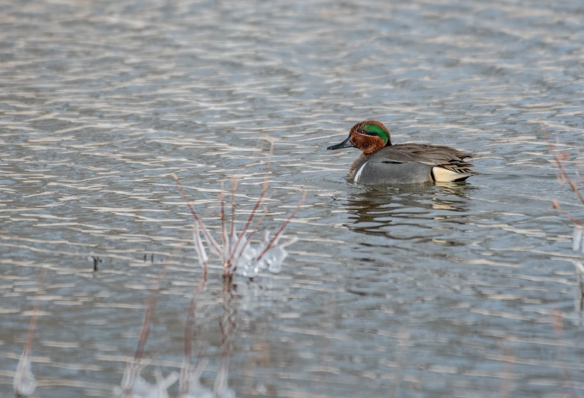 Green-winged Teal - ML414115691