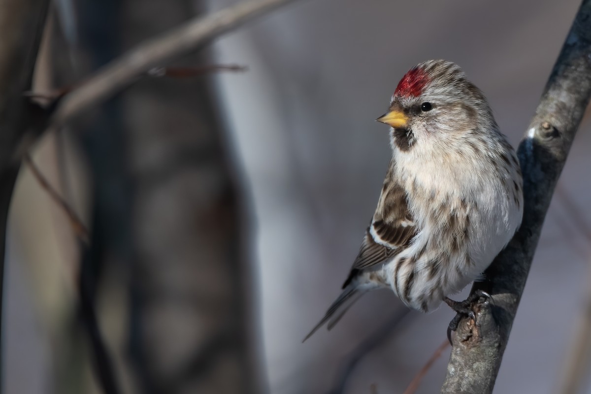 Redpoll (Common) - ML414115841