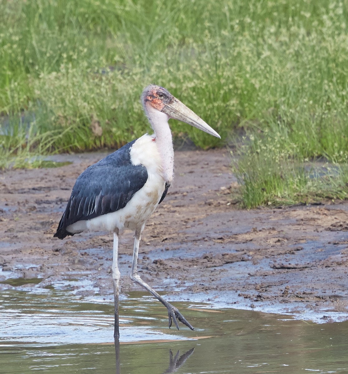 marabu africký - ML41411621