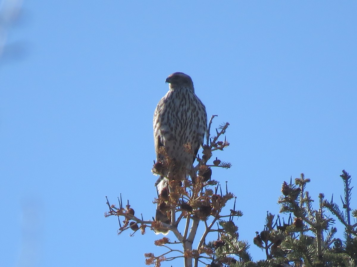 American Goshawk - Bryant Olsen