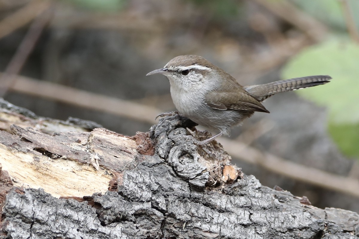 Bewick's Wren - ML414116741