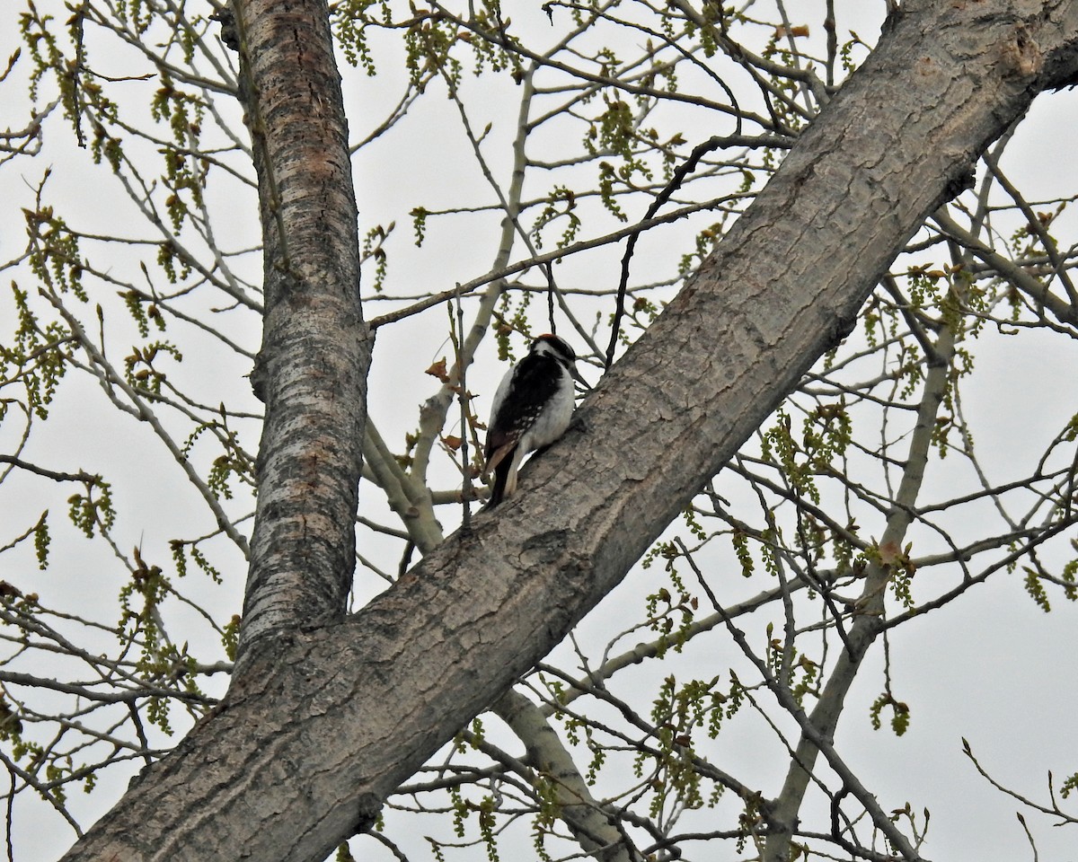 Hairy Woodpecker - ML414117191