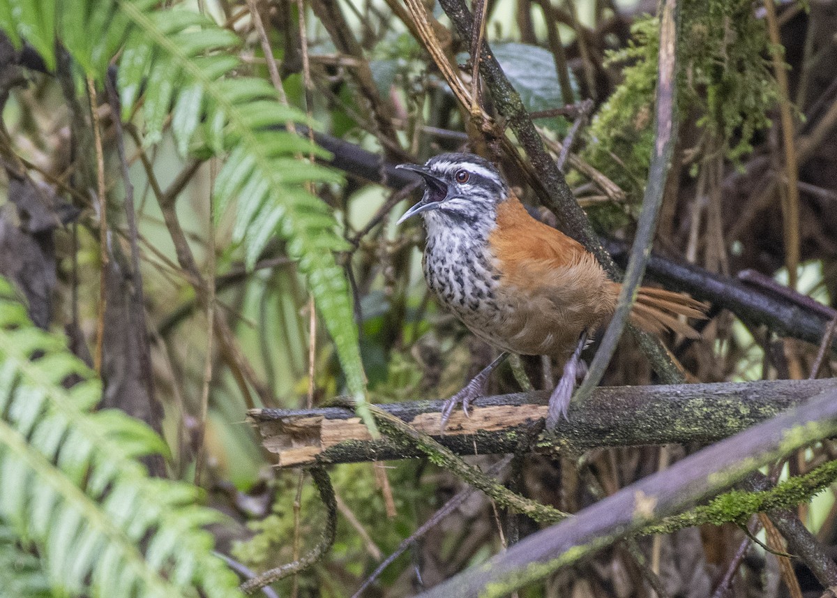 Inca Wren - ML414117841