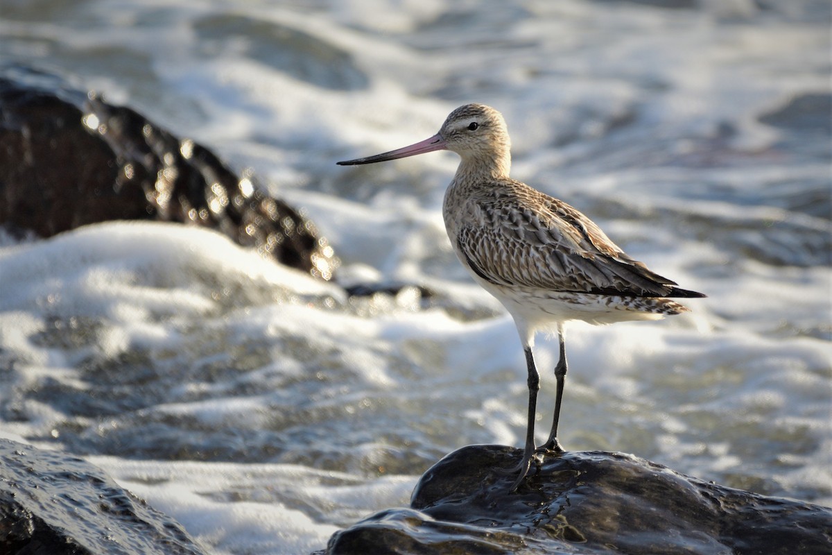 Bar-tailed Godwit - ML414120081