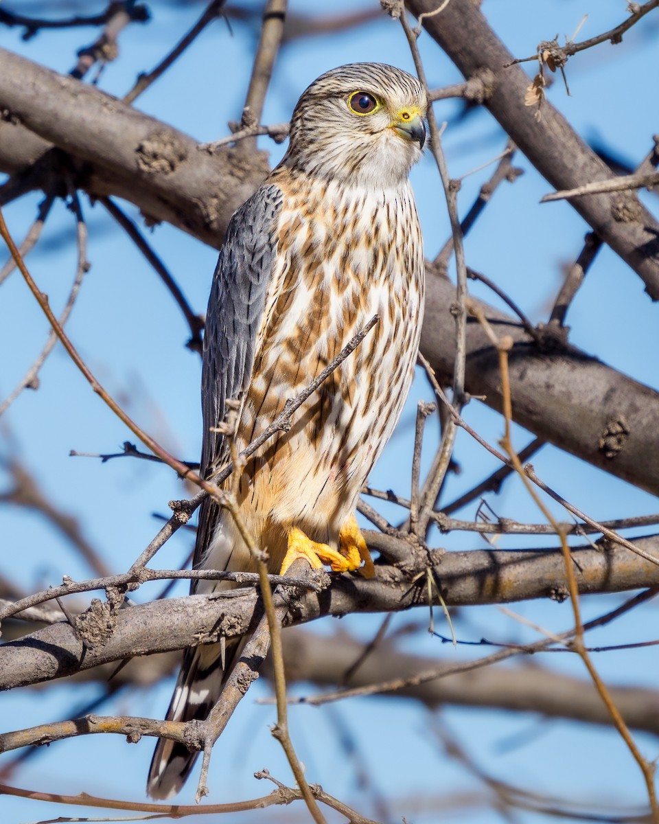 Merlin (Prairie) - ML414122821