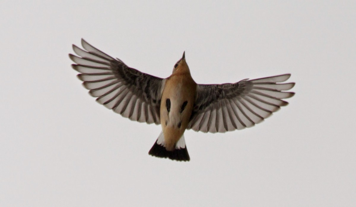 Northern Wheatear (Greenland) - Jay McGowan